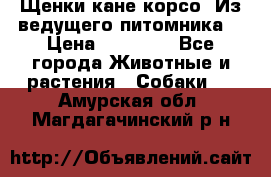 Щенки кане корсо! Из ведущего питомника! › Цена ­ 60 000 - Все города Животные и растения » Собаки   . Амурская обл.,Магдагачинский р-н